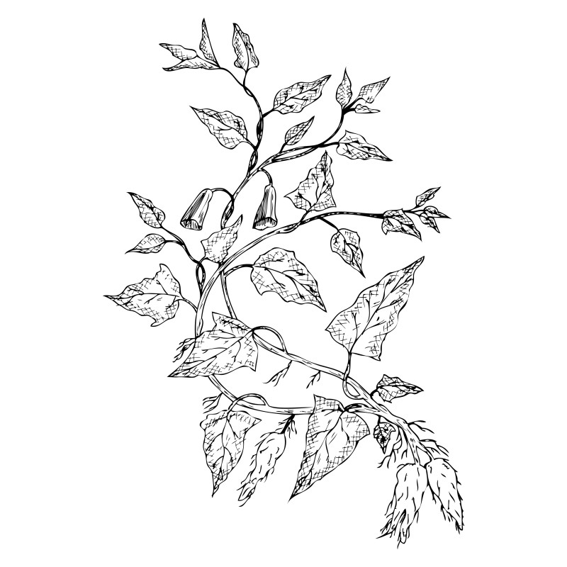 Hand Drawn Plant Image