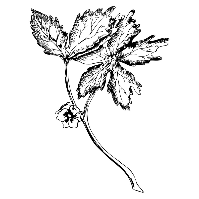 Hand Drawn Plant Vector