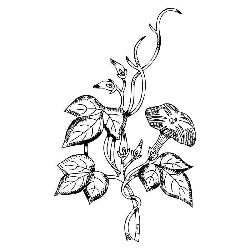 Hand Drawn Plant Image