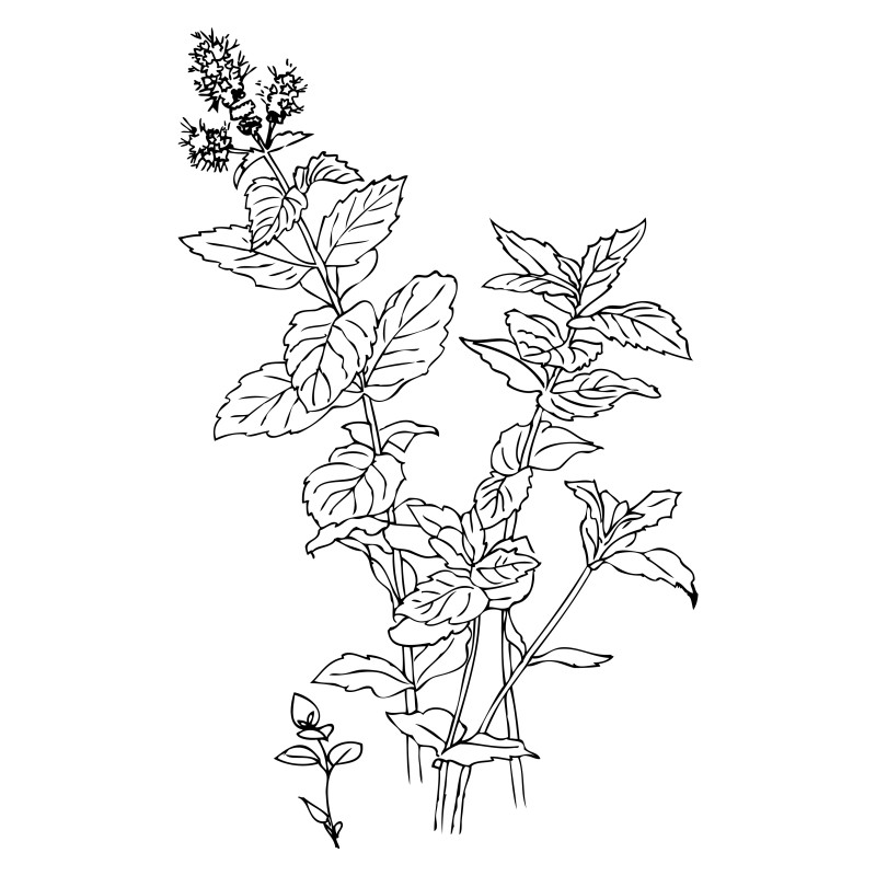 Hand Drawn Plant Vector Image