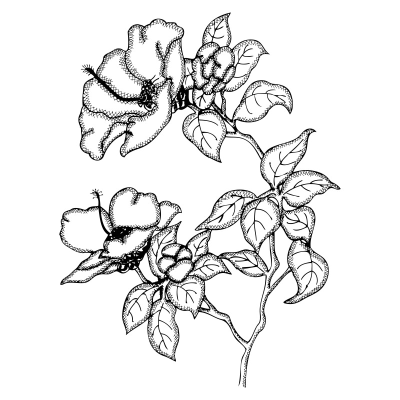 Hand Drawn Plant Vector