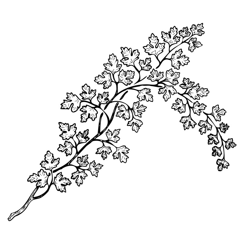 Hand Drawn Plant Vector Image