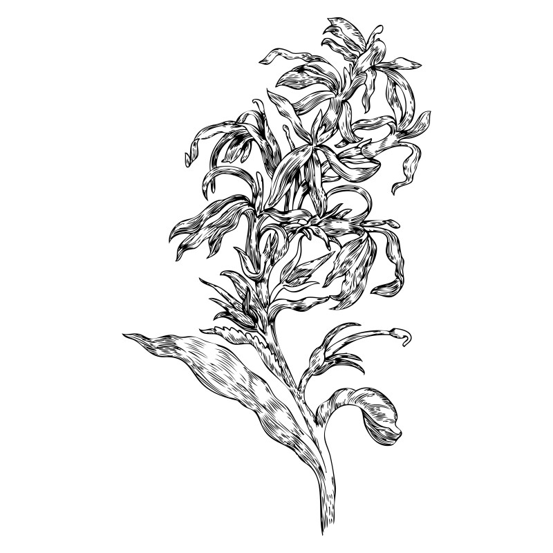 Hand Drawn Floral Vector