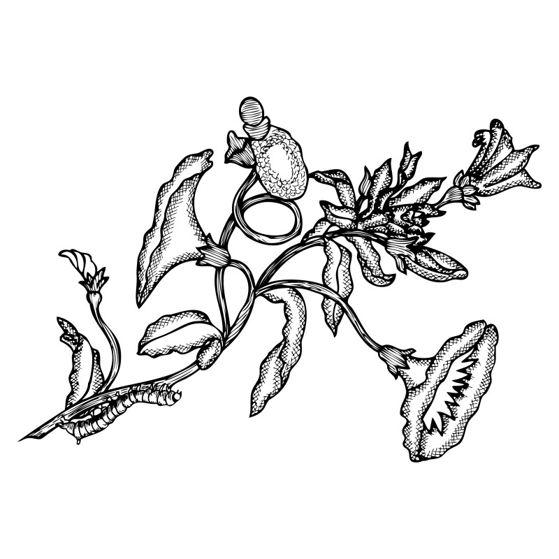 Hand Drawn Floral Design Vector