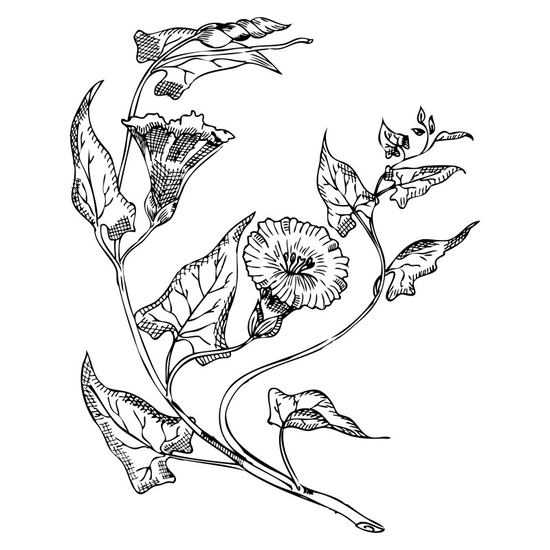 Hand Drawn Floral Image