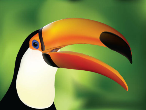 Free Hornbill Bird Vector