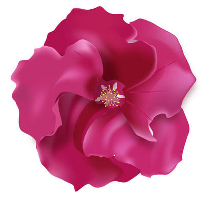 Rose Flower Vector Image