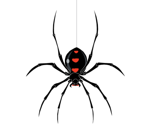 Free Spider Vector Image