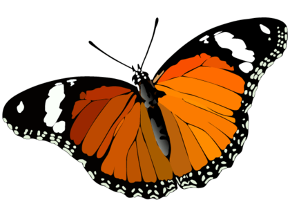 Butterfly Vector Image