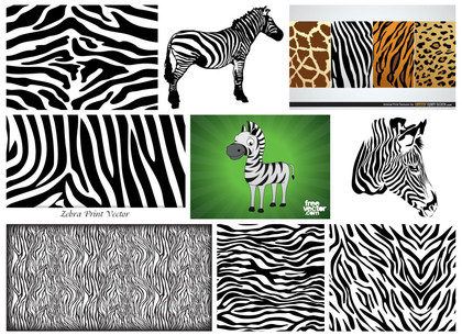 Handpicked Zebra Vector Collection