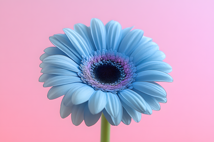 Blue Gerbera Daisy On Pink Background