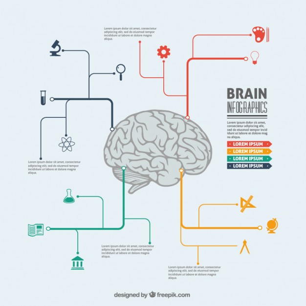 Brain Infographic Free Vector